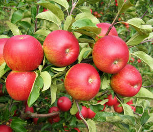 Jabloň Rosana – Obrázok 3