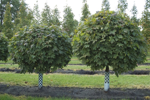Acer plat. Globosum - Javor mliečny Globosum – Obrázok 4