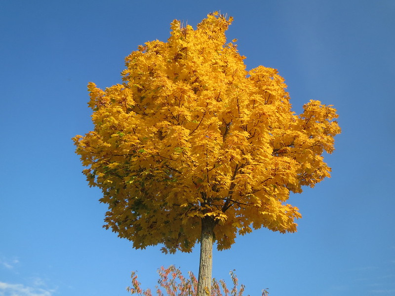 Acer plat. Globosum - Javor mliečny Globosum – Obrázok 2