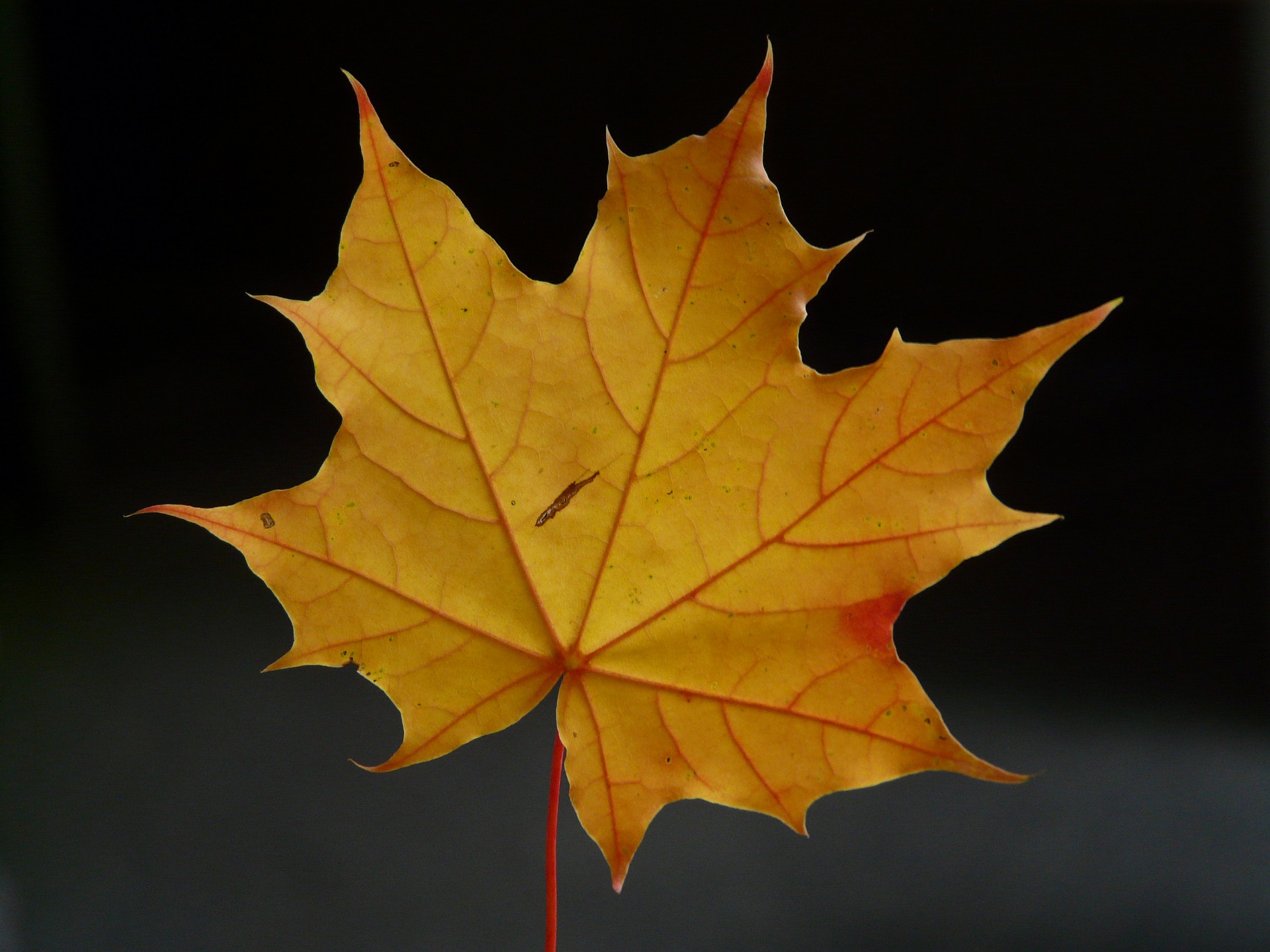 Acer plat. Globosum - Javor mliečny Globosum – Obrázok 3