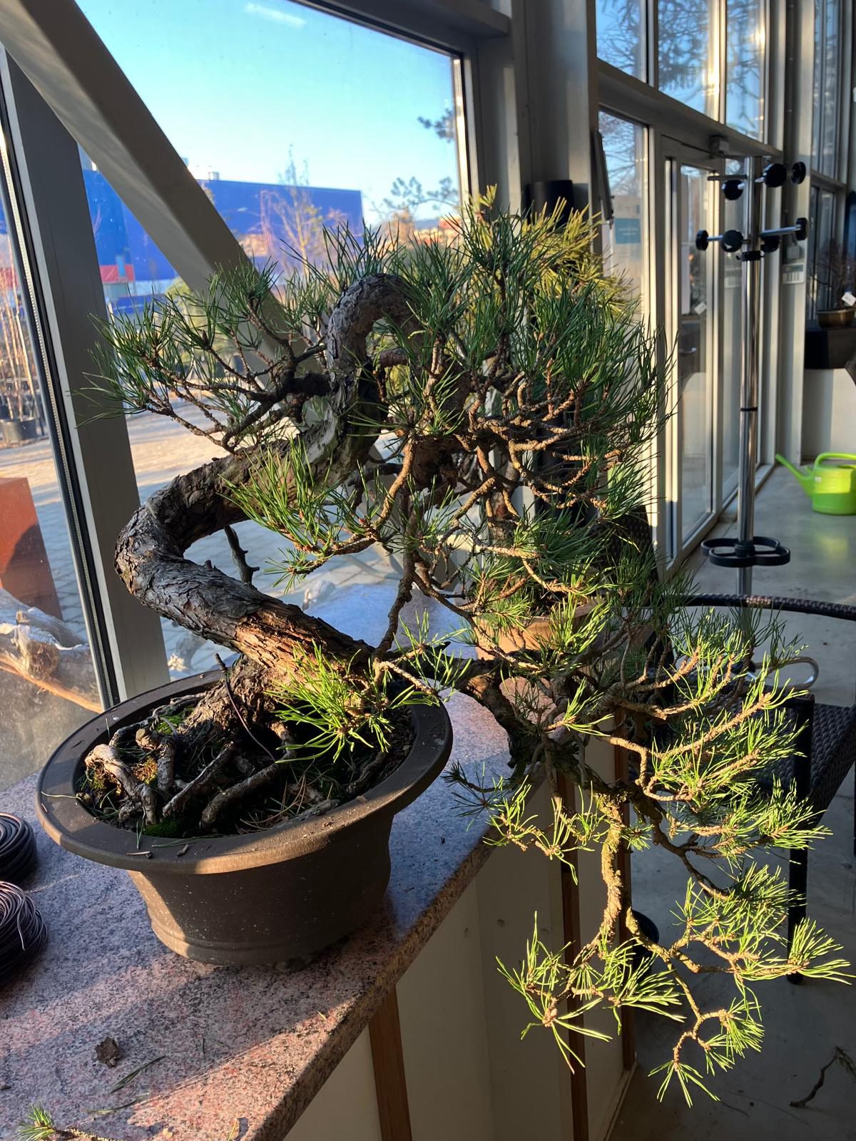 TATRABONSAI 2025 - workshop – Obrázok 4