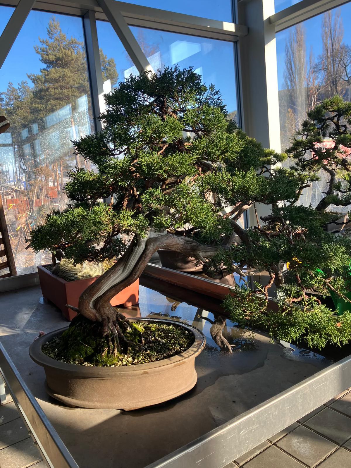 TATRABONSAI 2025 - workshop – Obrázok 5