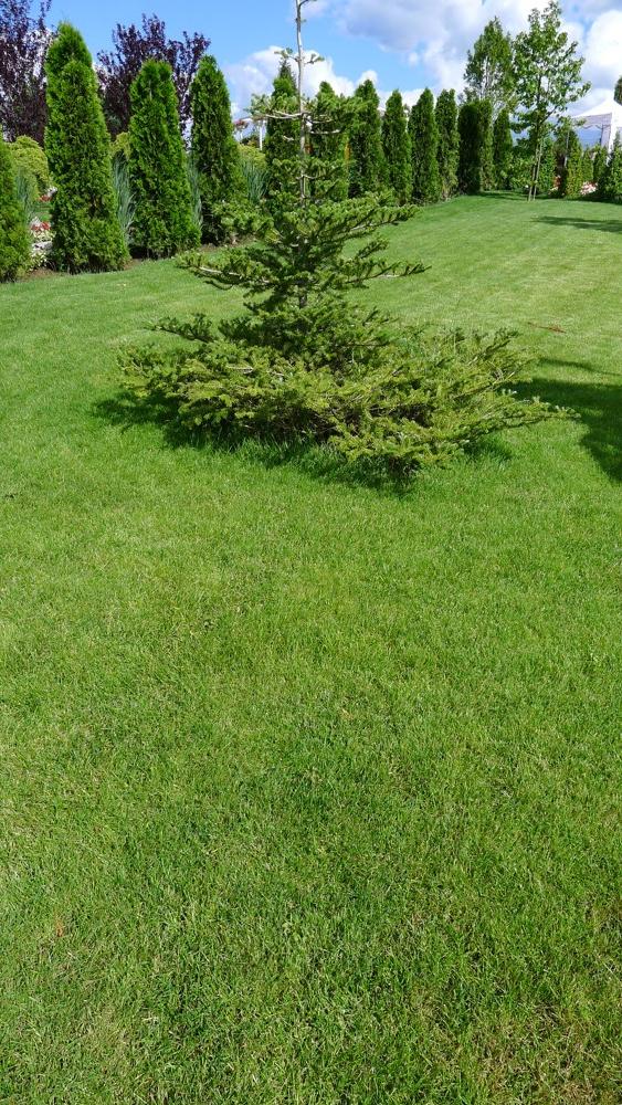 Rožnovská trávová zmes - NA SLNEČNÉ A SUCHÉ MIESTA 1kg – Obrázok 2